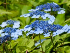 山紫陽花