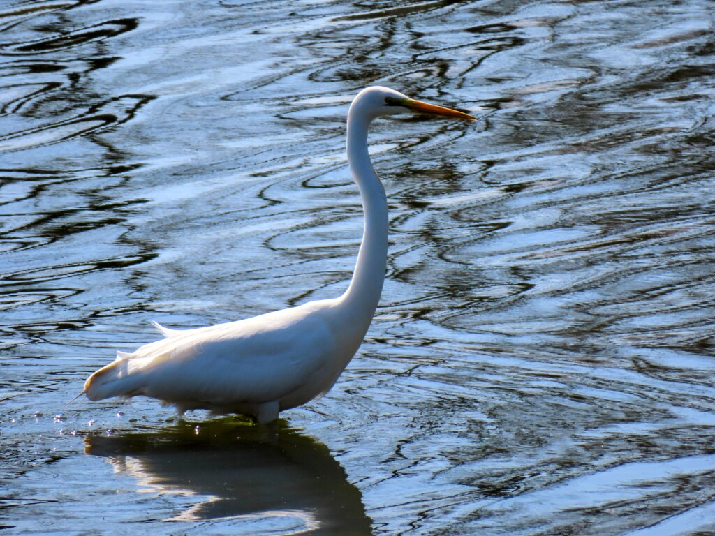 チョウダイサギ