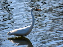 チョウダイサギ