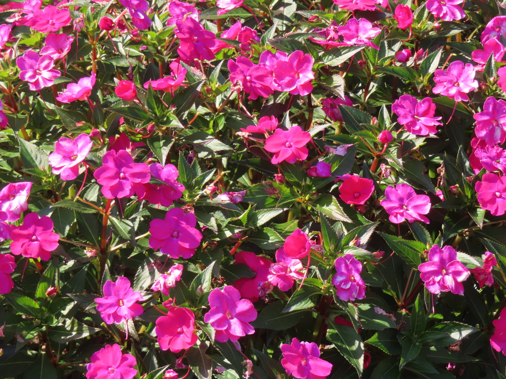 ニューギニア・インパチェンス