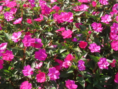 ニューギニア・インパチェンス