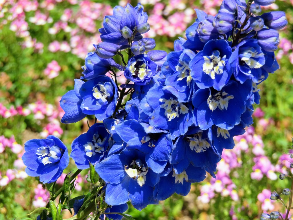 青いデルフィニウム