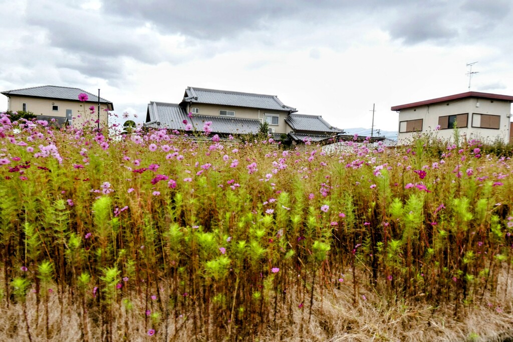 住宅街の秋桜