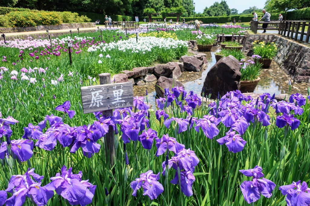 菖蒲園