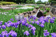 菖蒲園