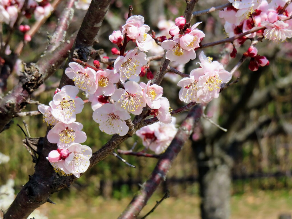 公園の梅