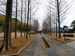 冬のメタセコイア並木