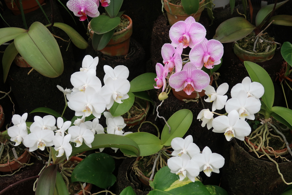 モスオーキッド