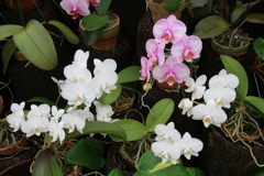 モスオーキッド