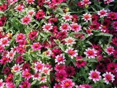 メキシコヒャクニチソウ