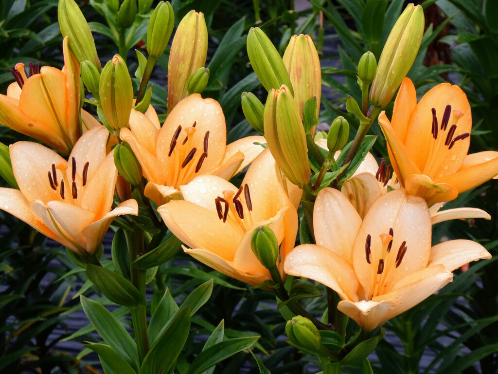 オレンジの百合