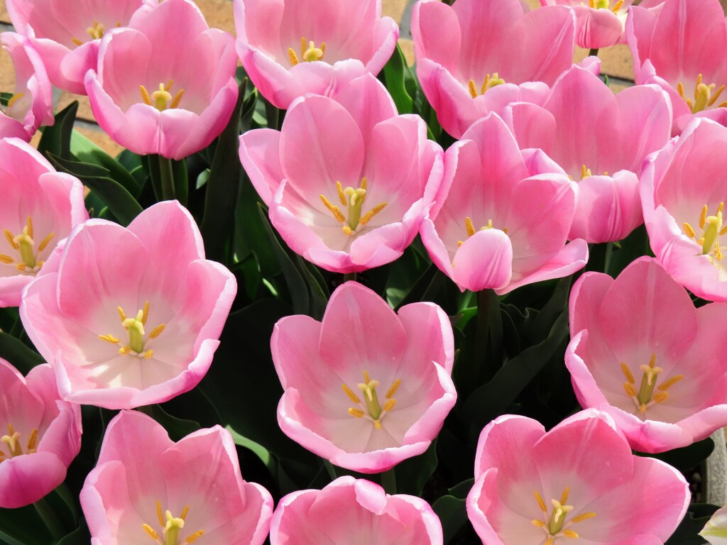 ピンクのチューリップ