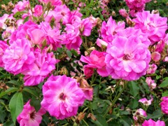 チャイナローズ