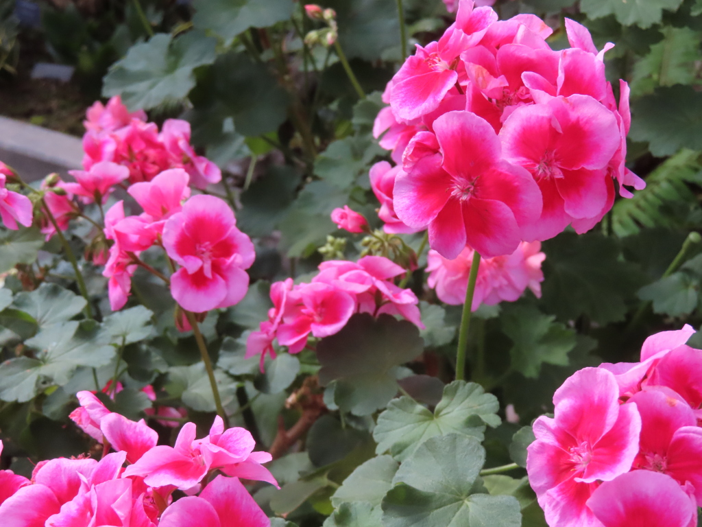 フィシュゼラニウム