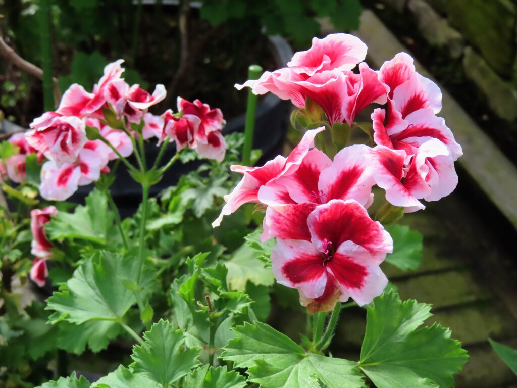 ペラルゴニウム