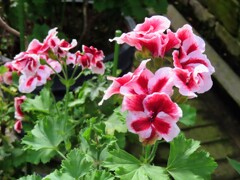 ペラルゴニウム