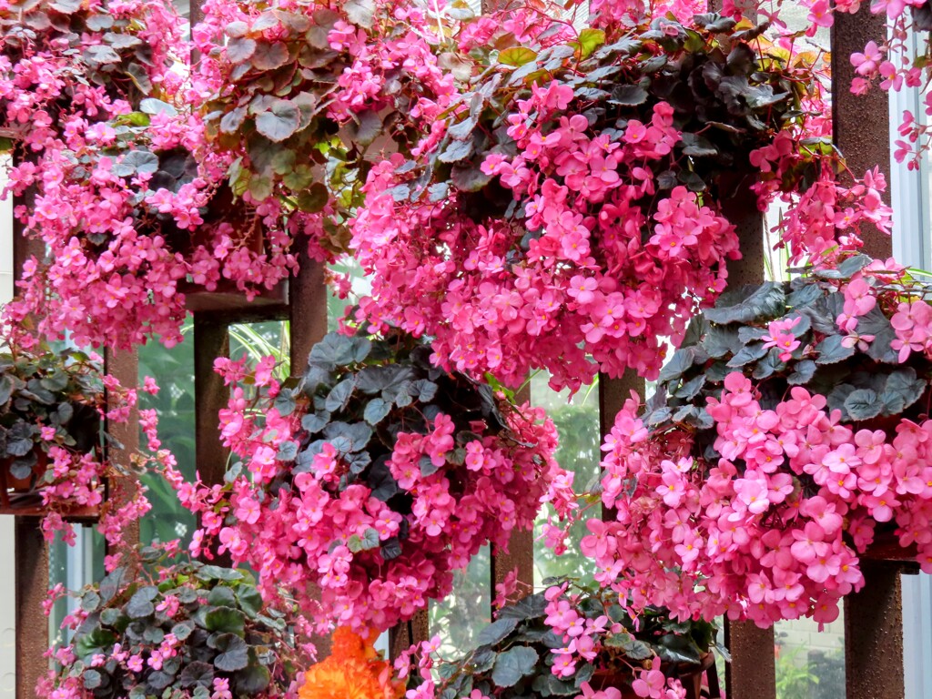 シロバナベゴニア