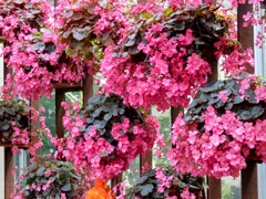 シロバナベゴニア