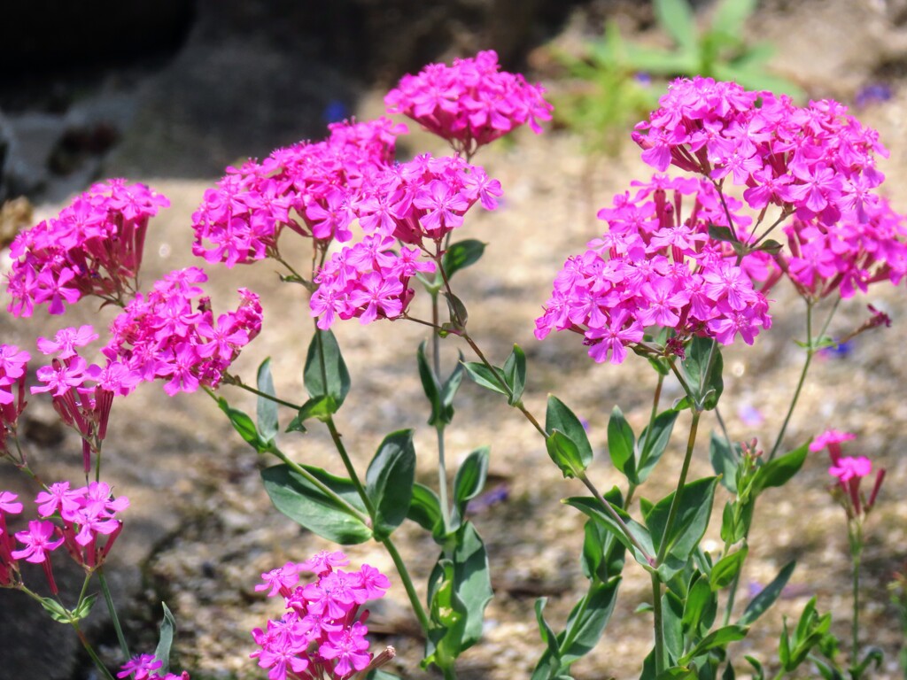 ムシトリナデシコ