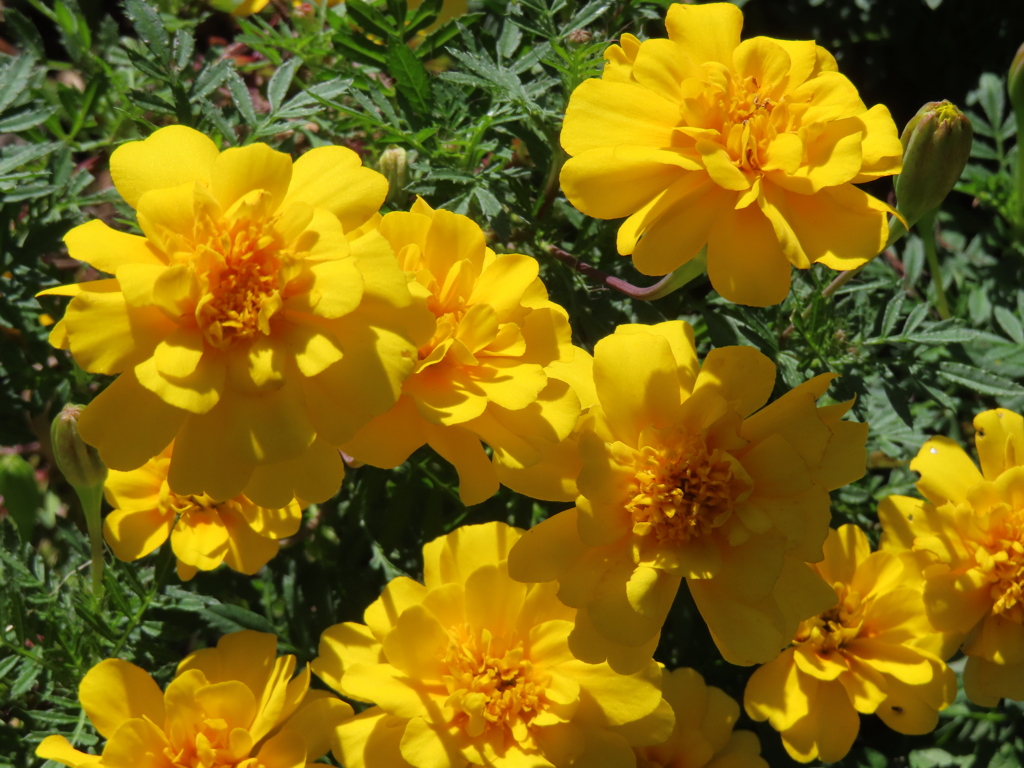 アフリカン・マリーゴールド