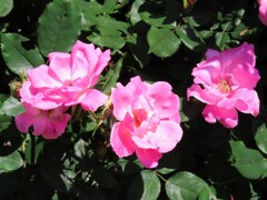 チャイナローズ