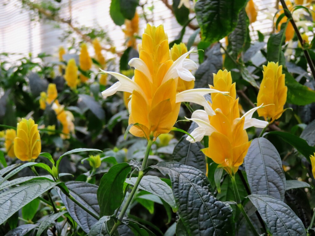 パキスタシス・ルテア