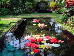 ベゴニアの温室