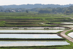 田園