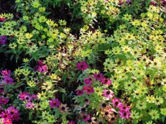 メキシコヒャクニチソウ