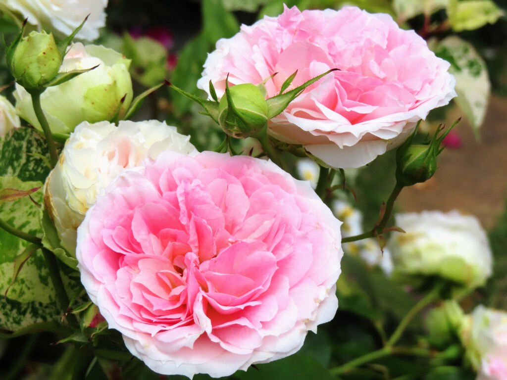 ロサ・ケンティフォリア