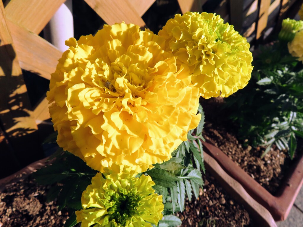 マリーゴールド