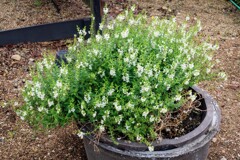 アンゲロニア・サリカリーフォリア