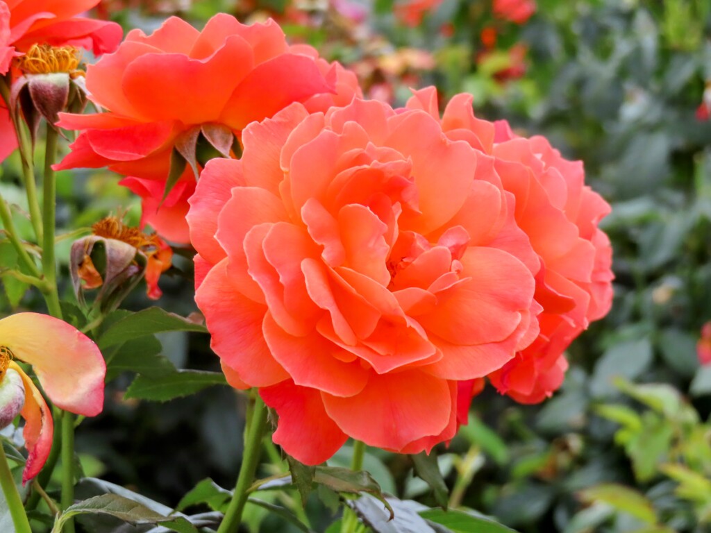 チャイナローズ