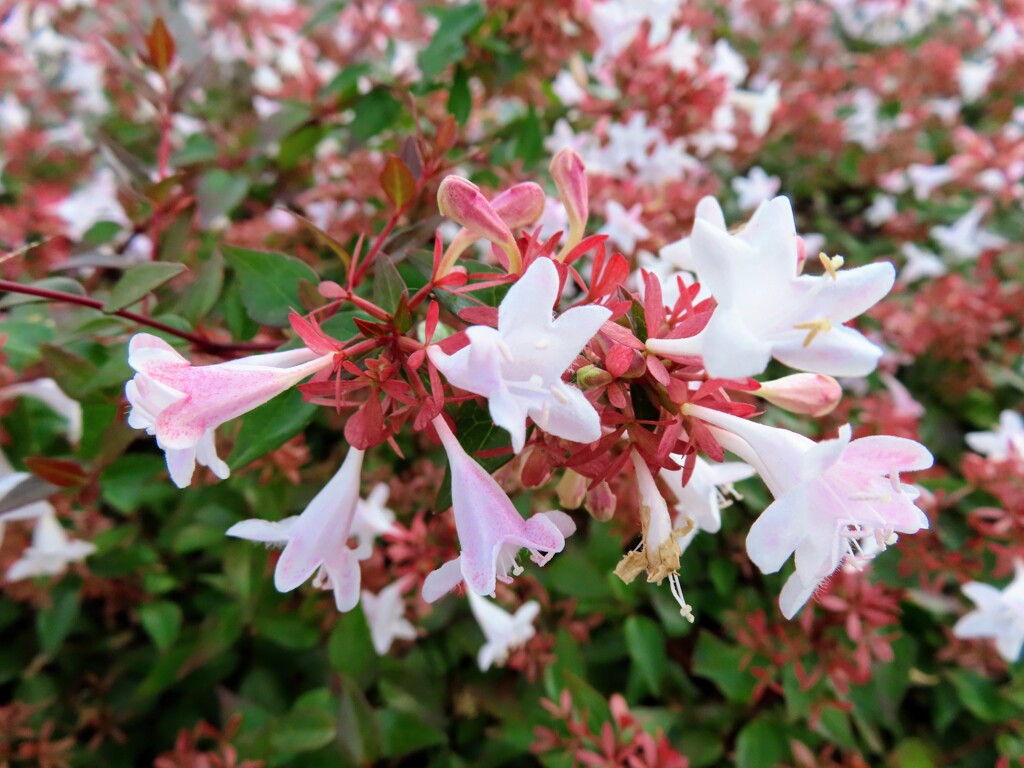 トウツクバネウツギ