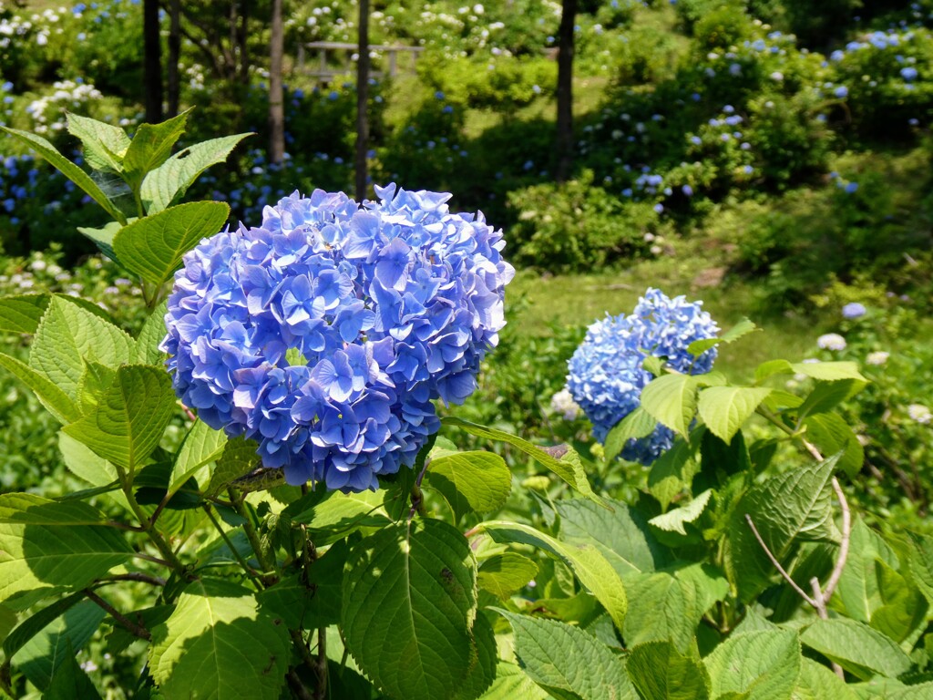 紫陽花