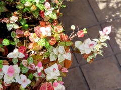 チョウセンテイカカズラ