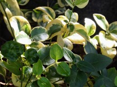 ツルニチニチソウ