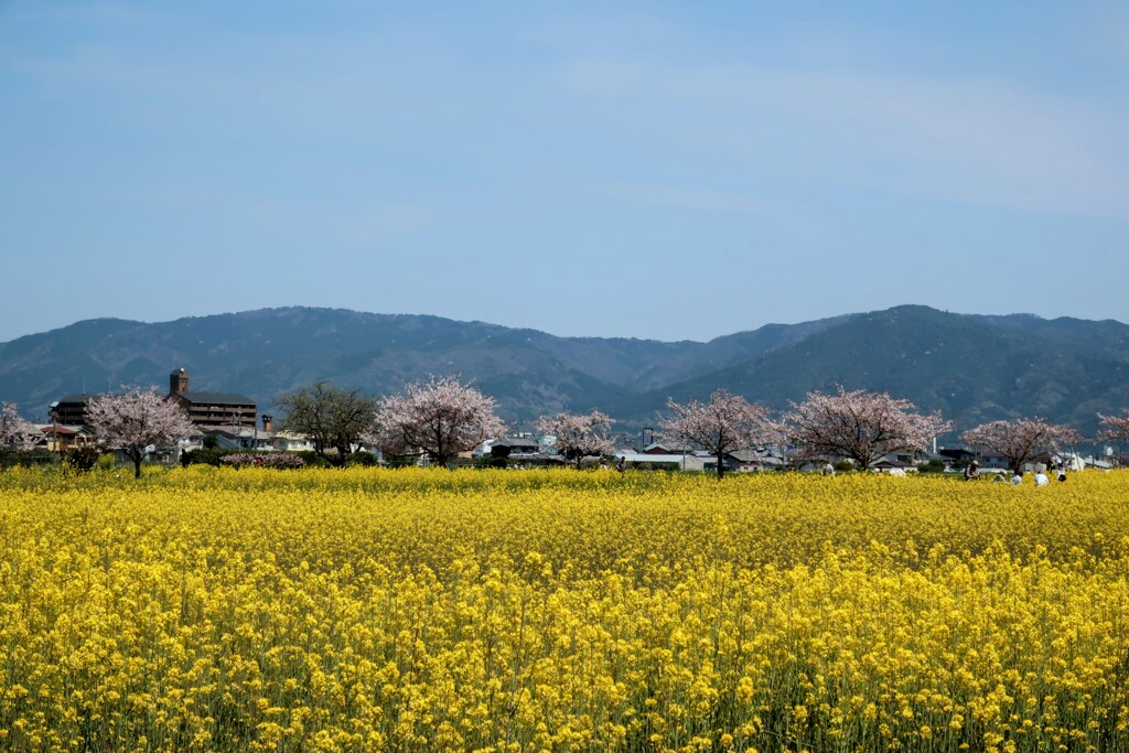 菜の花