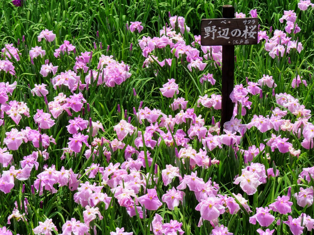 菖蒲園にて