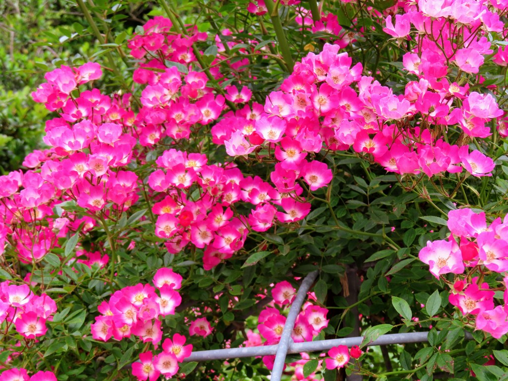 ロサ・キネンシス・スポンタネア