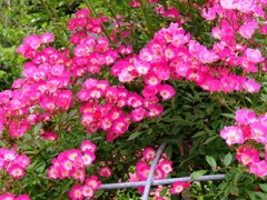 ロサ・キネンシス・スポンタネア