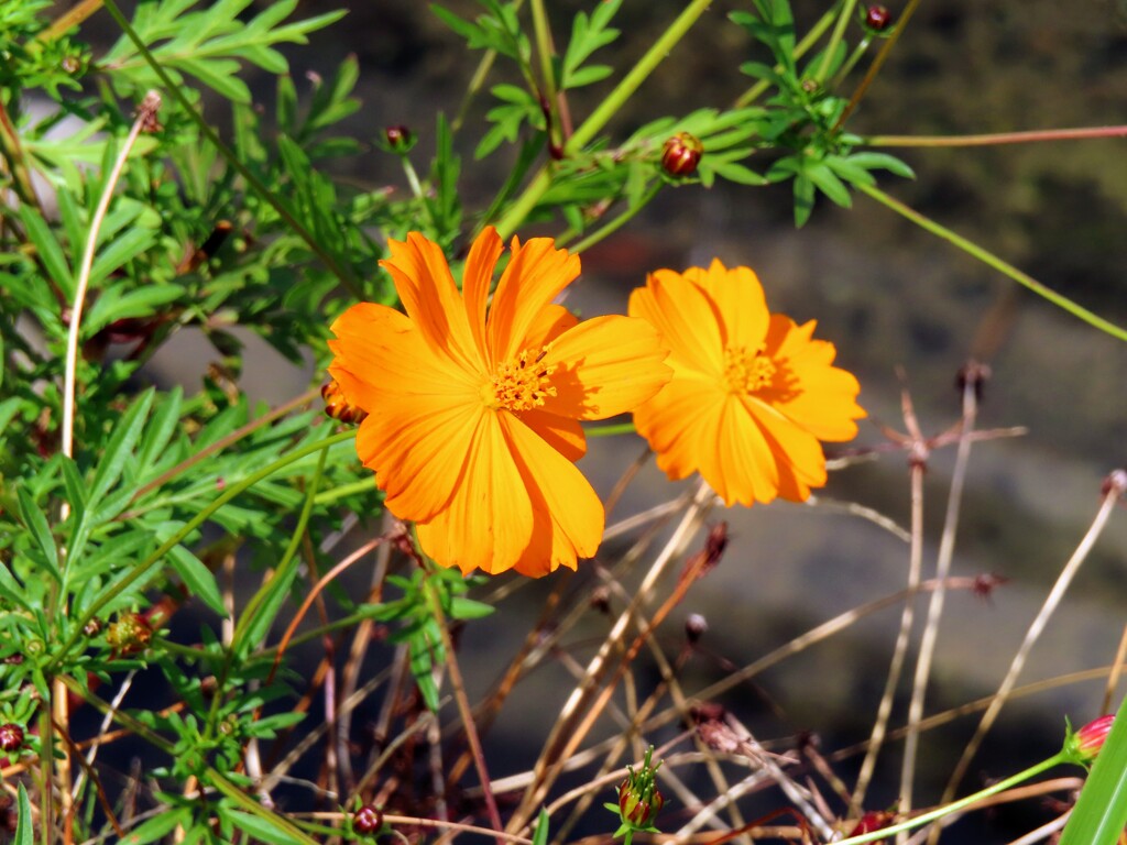 キバナコスモス