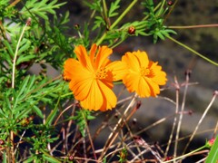 キバナコスモス