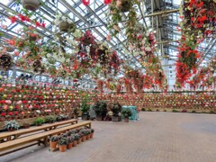 展示されるベゴニア