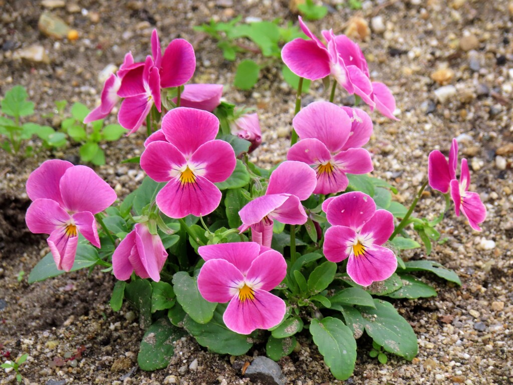 ビオラ・コルヌタ