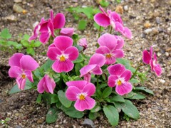 ビオラ・コルヌタ