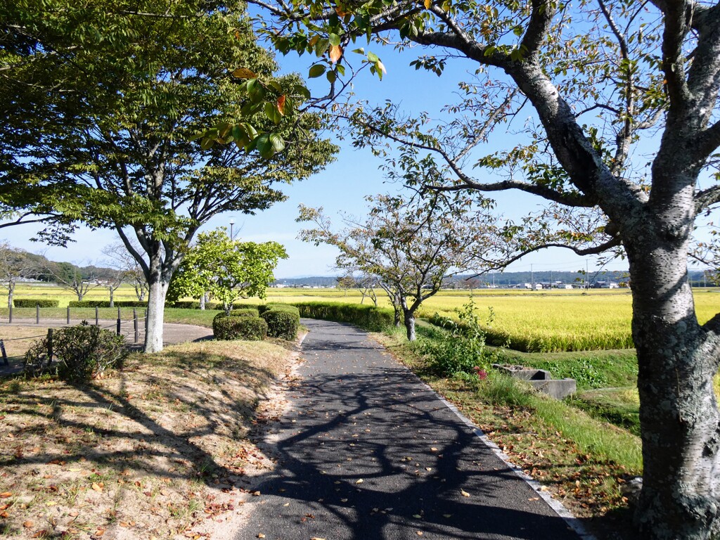 田舎の遊歩道