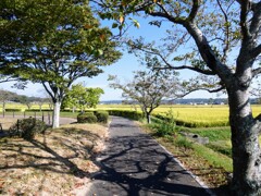 田舎の遊歩道