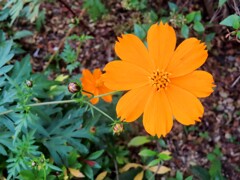 キバナコスモス