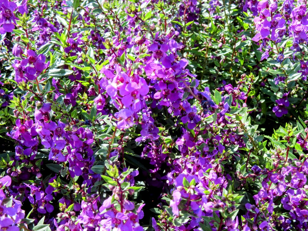 アンゲロニア・サリカリーフォリア